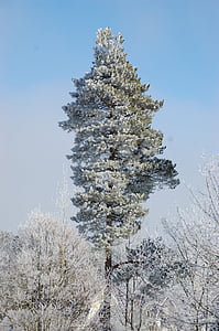 Pine, boom, bos, natuur, dennen, hoge bomen, Zweden