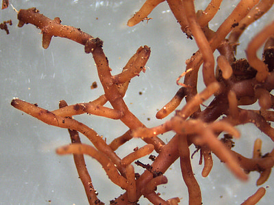 mykorrhiza, ectomycorrhiza, champignon, roden, træ, bøg