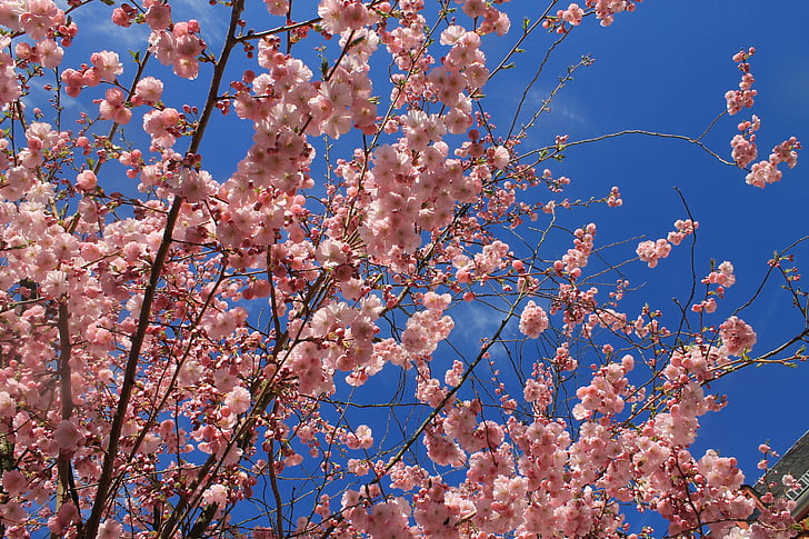jaro, mandlový květ, mandloň