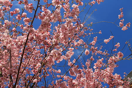 forår, mandel blossom, enebærtræet