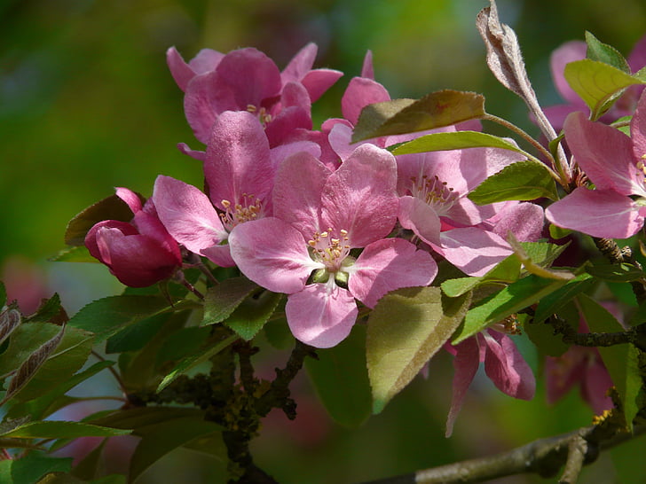 virsiku puu õis, virsiku puud, Bloom, lilled, roosa, puu, kevadel