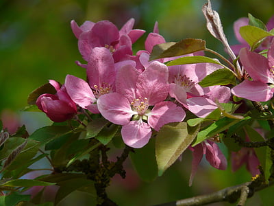 flor de pessegueiro, árvore de pêssego, flor, flores, -de-rosa, árvore, Primavera