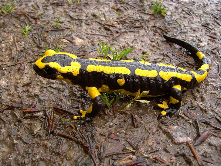 fire salamander, salamander, animal, amphibian, spotted, yellow, black
