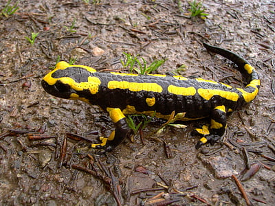 Vuursalamander, salamander, dier, wormsalamanders, gespot, geel, zwart