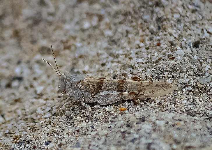 locust, insect, nature, wildlife, natural, close-up, sand