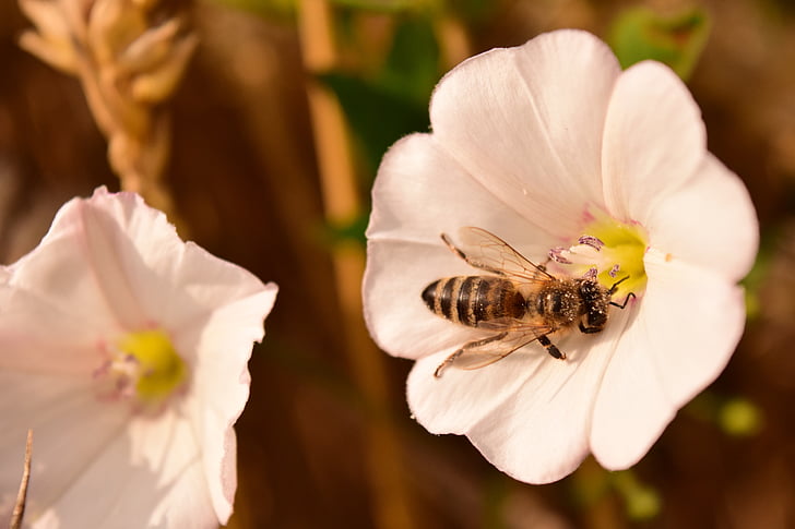 Blossom, Bloom, bianco, fiore bianco, ape, arrampicata a effetto serra, pianta rampicante