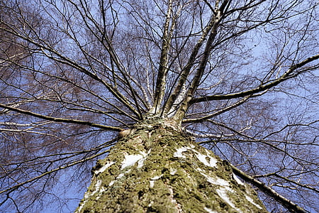 Birch, suku, log, kulit, alam, pohon, langit