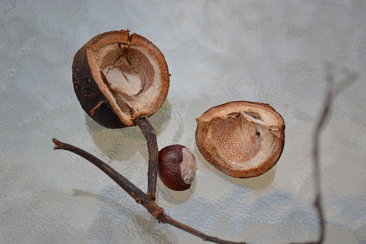 conker, horse chestnut, chestnut, seed, husk, close-up, nature