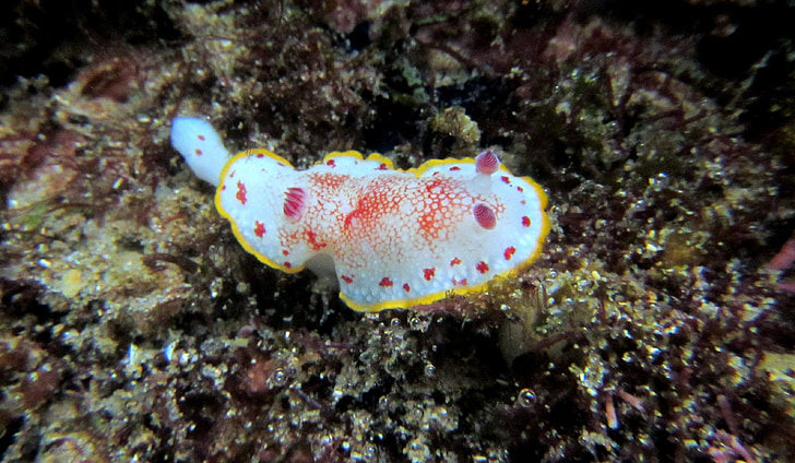 nudibranch, snorkeling, diving, scuba, sea, marine, underwater
