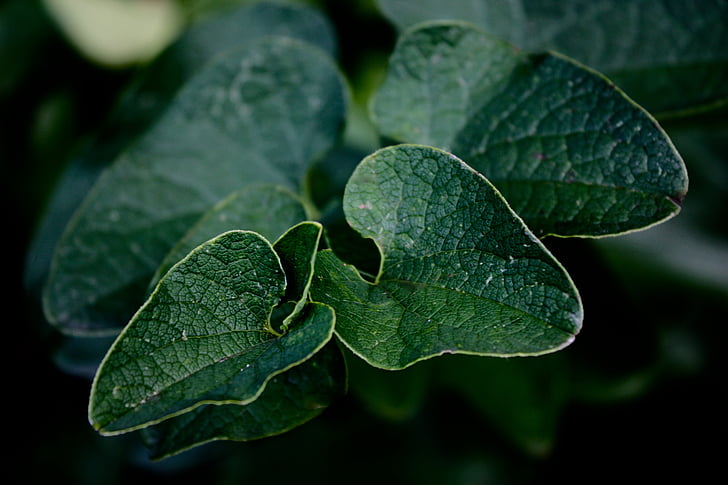 close-up, green, leaves, macro, nature, plant, leaf