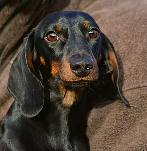 dachshund, animal portrait, dog, pet, fur, young animal, brown