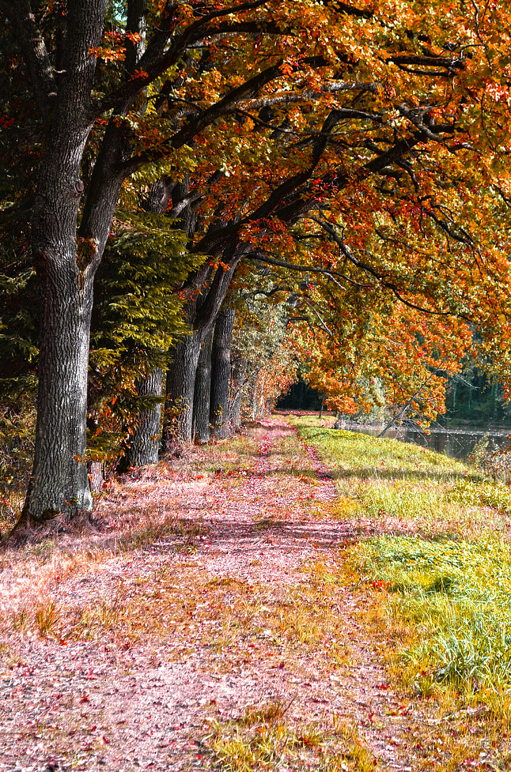 Gamta, medžiai, kelias, rudenį