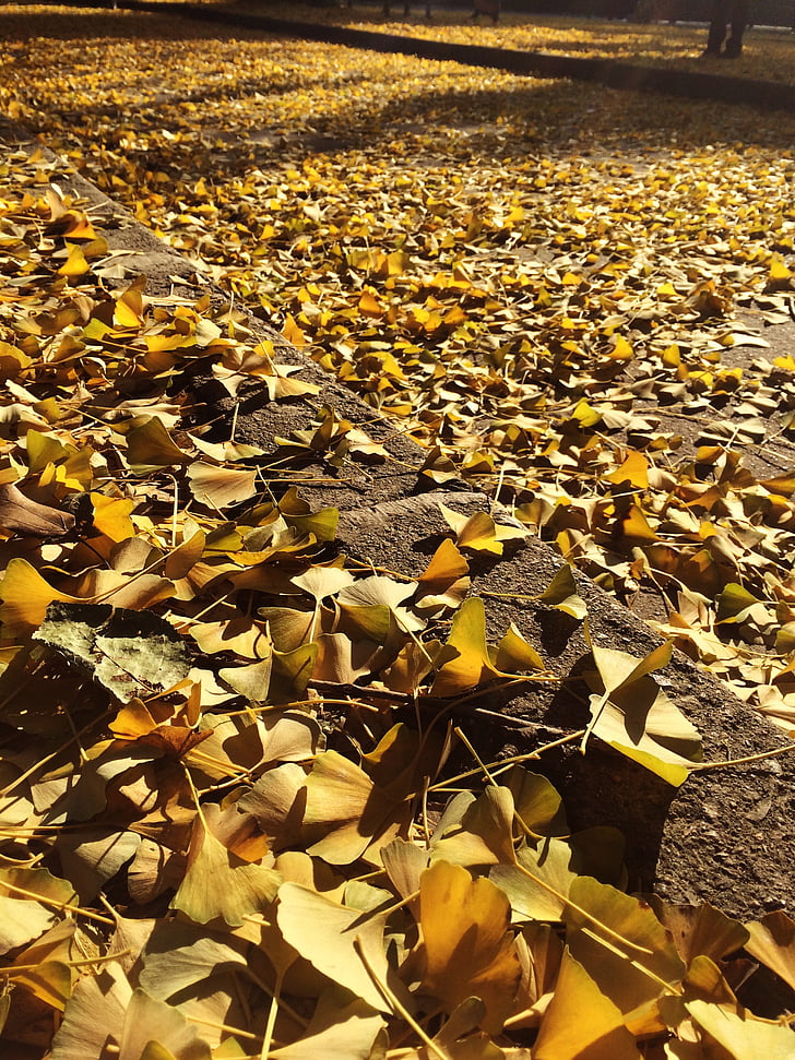 auksiniai lapai, rudenį, šlovingą, lapų, Gamta, geltona, lauke