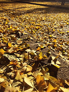 金黄叶子, 秋天, 光荣, 叶, 自然, 黄色, 户外