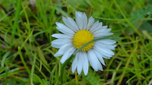 flower, daisy, spring, small flowers, nature, meadow, plants