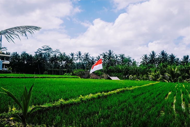 white, red, flag, surrounded, green, grass, photo