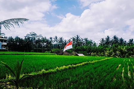 hvid, rød, flag, omgivet, grøn, græs, Foto