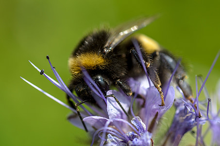 bumblebee, macro, insect, nature, flower, yellow, pollen