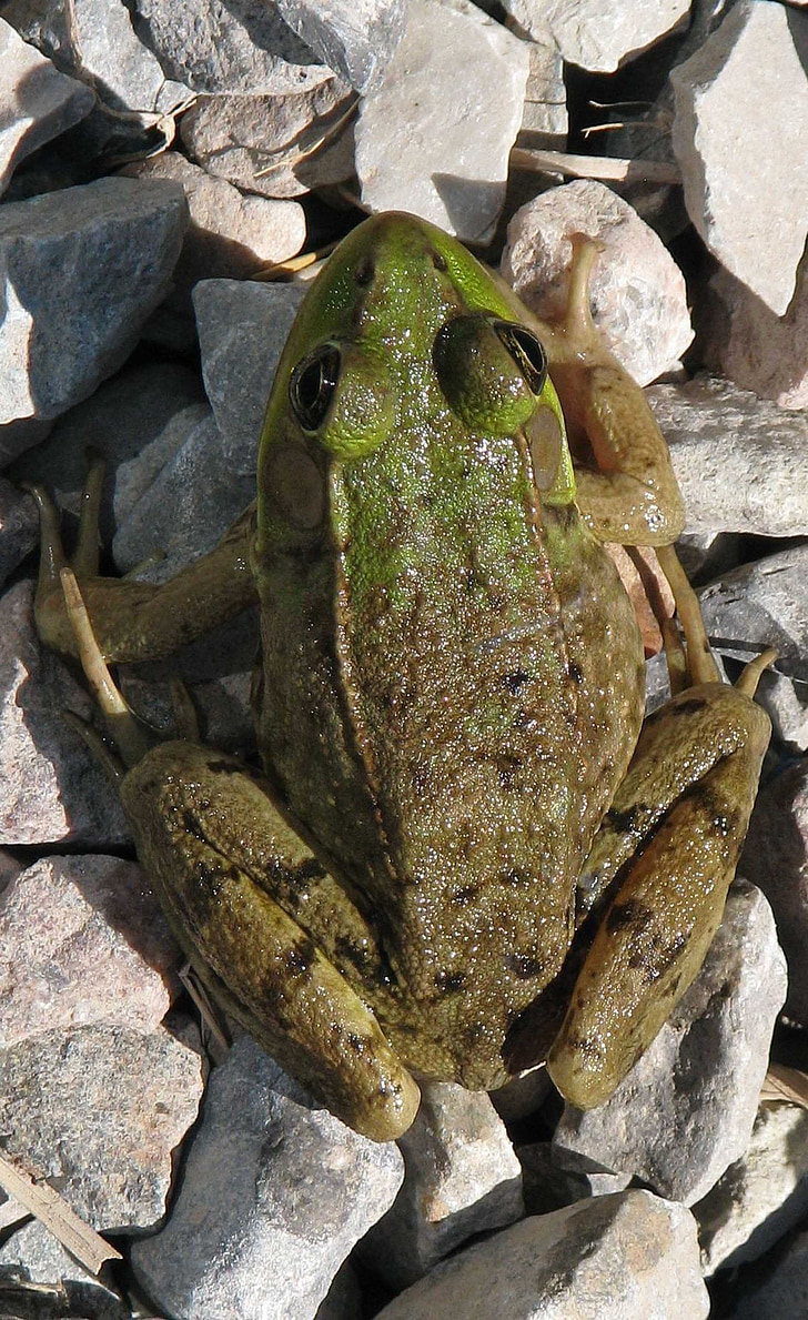 grønne frosken, Lithobates clamitans, MONEYMORE, Ontario, Canada