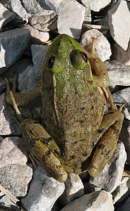 grüner Frosch, Lithobates clamitans, Moneymore, Ontario, Kanada