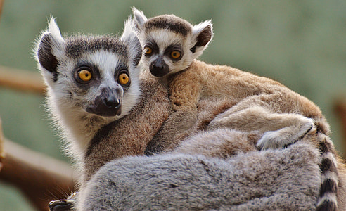 APE, Lemur, mundo animal, Parque zoológico, mama, animal joven, seguridad
