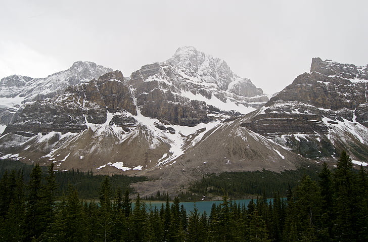 снимка, сняг, обхванати, планински, близо до, езеро, дърво