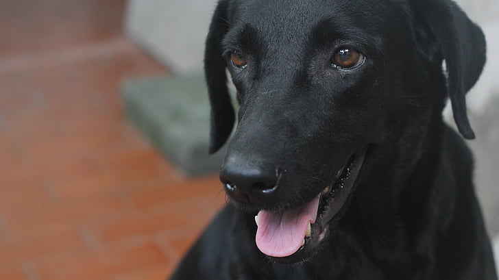 cane, Labrador, nero, Canino
