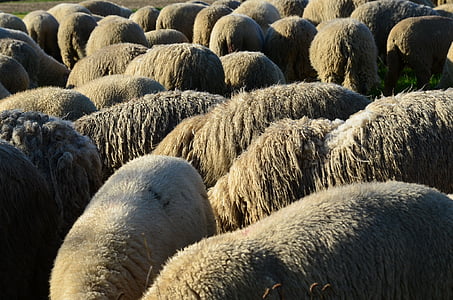 headless, schapen, kwantitatieve, wol, zonder kop, binnenlandse schapen, landschap