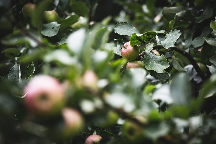 jordbruk, Apple, oskärpa, gren, färg, gröda, skärpedjup