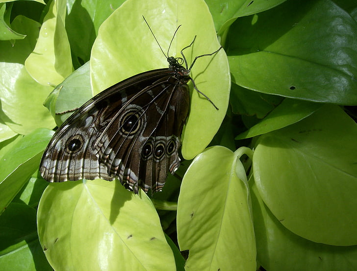 пеперуда, насекоми, дива природа