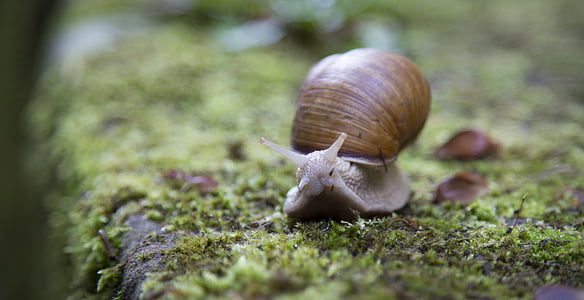 sneglen, Shell, Slug, langsom, en dyr, dyr temaer, gastropod