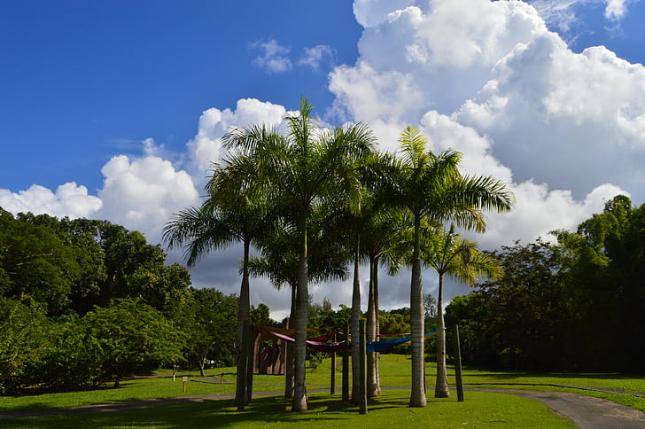 Sky, Karibien, solen, landskap, naturen, träd, Palms