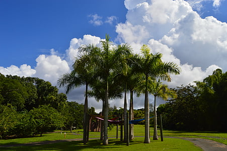 sky, caribbean, sun, landscape, nature, trees, palms
