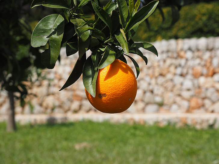 Turuncu, meyve, portakal ağacı, narenciye meyve, ağaç, Cezayir menekşesi, narenciye