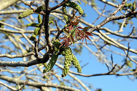 spring, flowering, branches, nature, leaves, tree, green