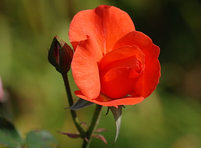 rosa, rosso, Bud, romantica, bella, petali di, natura