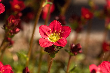 saxifraga ardensii, moha-saxifrage, virág, Blossom, Bloom, piros, természet