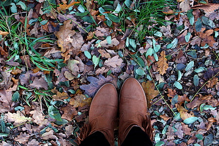 Осень, листья, лес, Золотая осень, мокрый, Природа, Грин