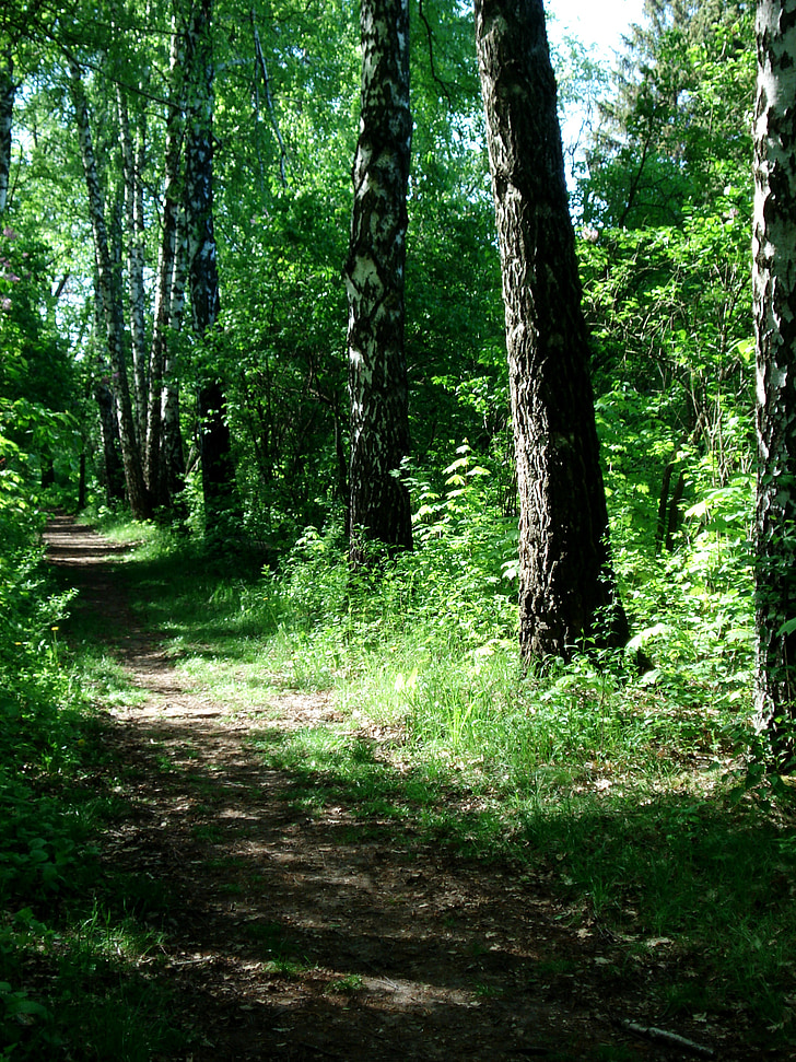 maastik, loodus, jalgtee, kõnnitee, metsa tee, Park, roheline