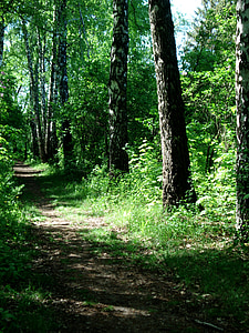 krajobraz, Natura, chodnik, chodnik, leśna ścieżka, Park, zielony