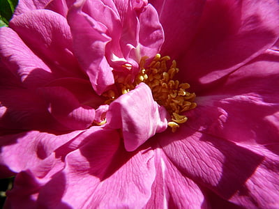 nousi, vaaleanpunainen, Blossom, Bloom, kukka, Kaunis, kirkas