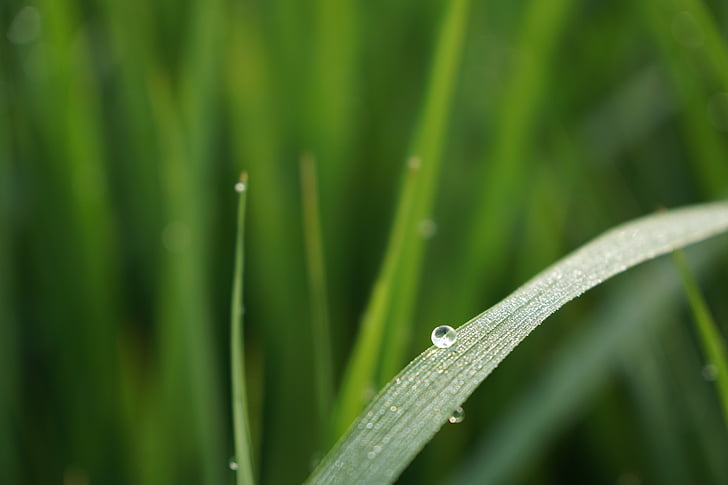 nature, dew, green, ch, morning