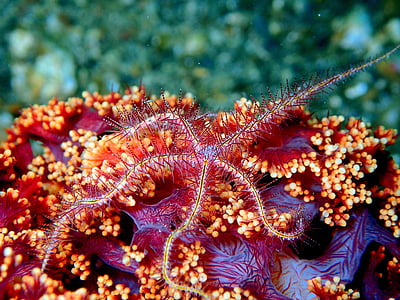 sea star starfish, reef, coral, soft coral, ocean, sea, water