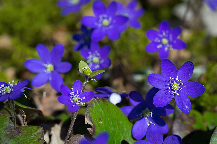 bloem, hepatica, lente, blauw, paars, focus op voorgrond, plant