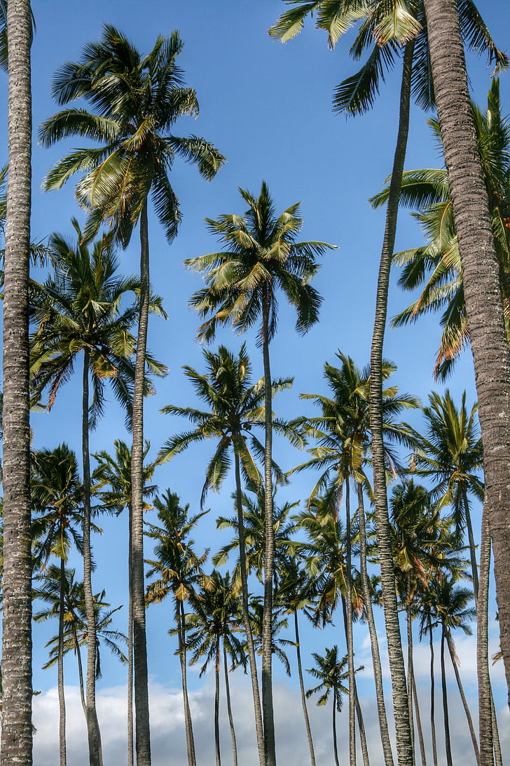 trees, palms, tropical, exotic, vacation, travel, paradise