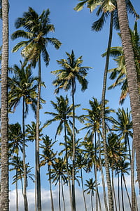 trees, palms, tropical, exotic, vacation, travel, paradise