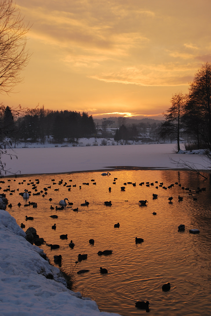Lago, patos, aves, puesta de sol, hermosa, naranja, nieve