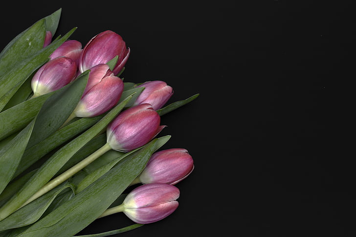 Tulipaner, blomster, Pink, natur, forår, foråret awakening, frühlingsanfang