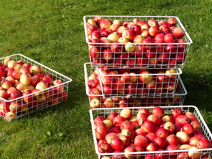 แอปเปิ้ลเก็บเกี่ยว, ขากรรไกร, หญ้า, ฤดูใบไม้ร่วง, สี, สีแดง, สวน