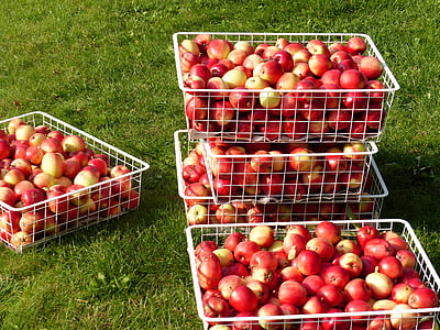 sklizeň jablek, čelisti, tráva, podzim, barvy, červená, zahrada